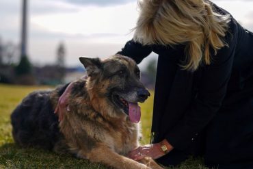 Biden: The first dogs have gone to the White House - the major and the champion are here - politics abroad