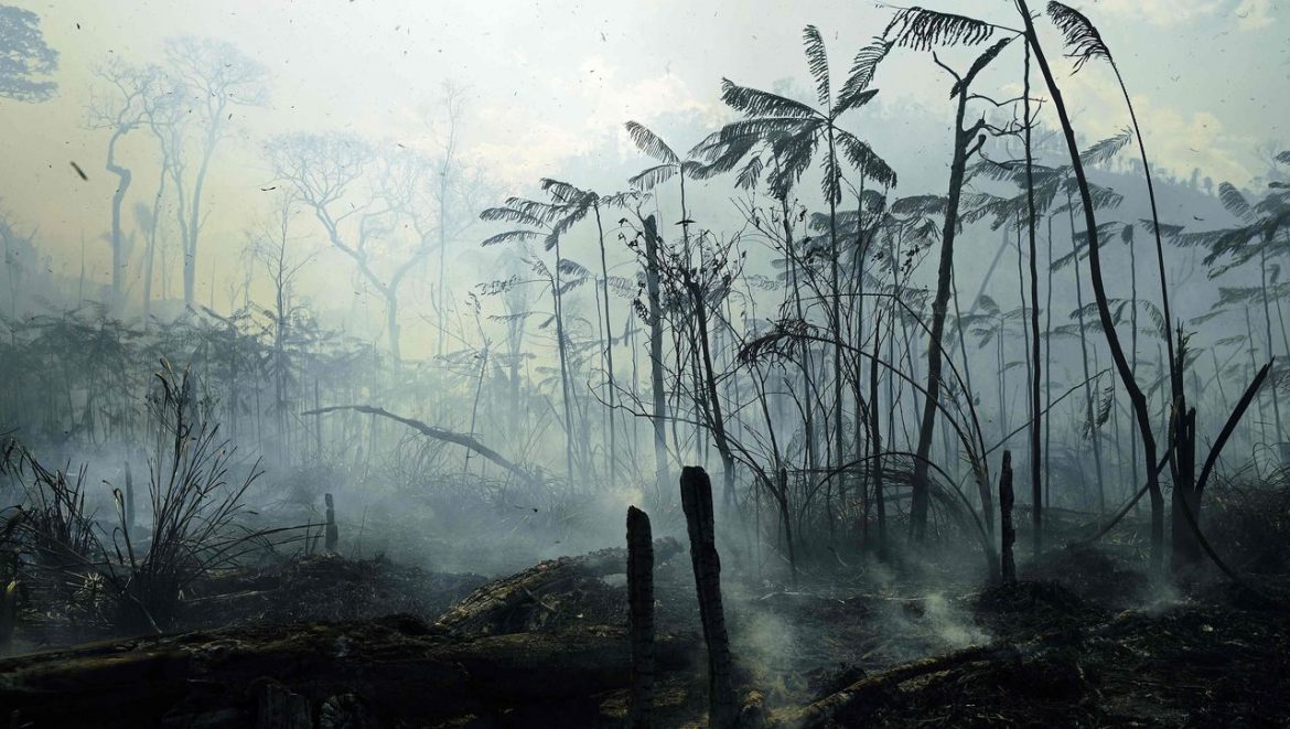 Rainforest: 43 million hectares of tropical rainforest destroyed ...