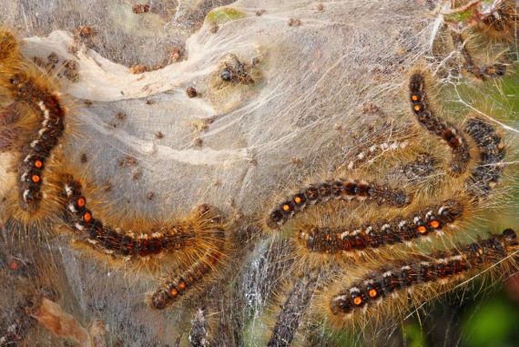 Heilbronn: Beware - This Caterpillar Threatens Violent Reactions