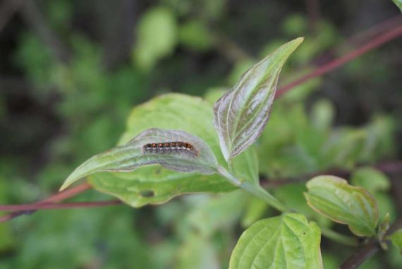 Heilbronn: Warning of some caterpillars - Violent reactions upon contact