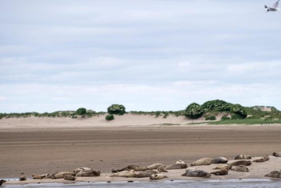 More gray seals numbered in the Wadden Sea.  free Press