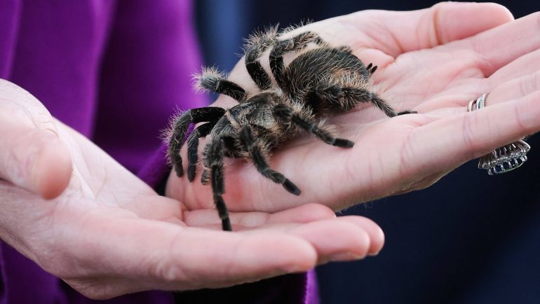 After James Bond premiere: Duchess Kate Turtles with a tarantula