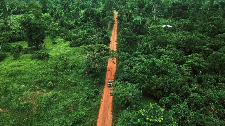 Deforestation: Wounds in the rainforest persist for more than 40 years