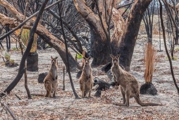 State of the Environment report: Australia shocked by the state of its natural environment